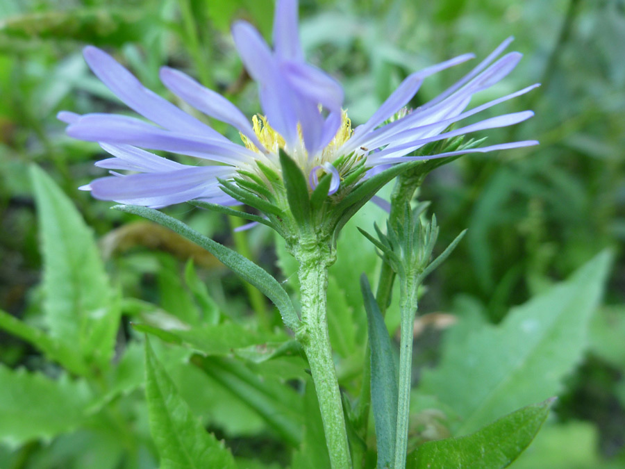 Green phyllaries