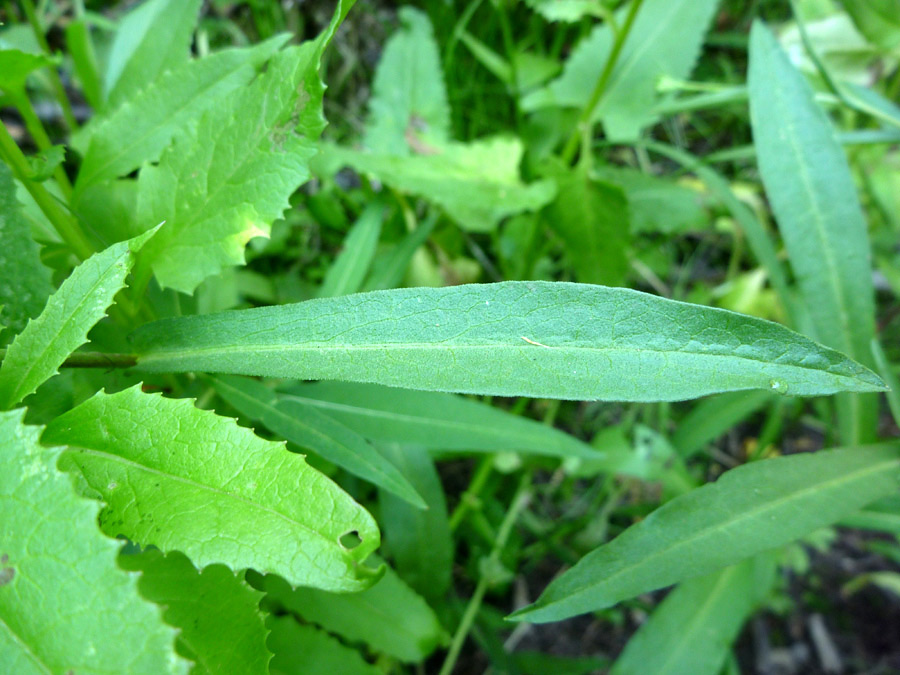 Long green leaf