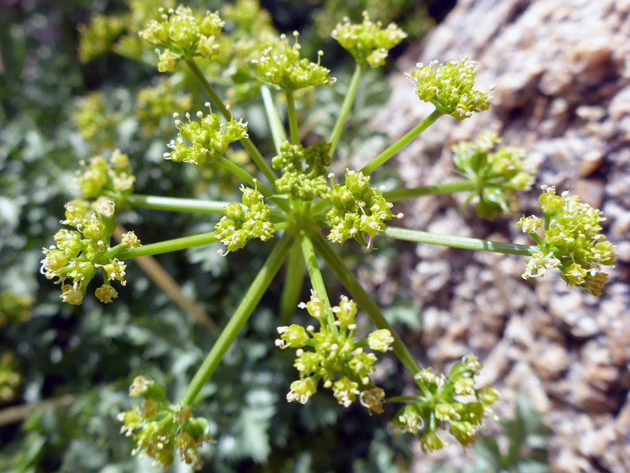 Flower clusters