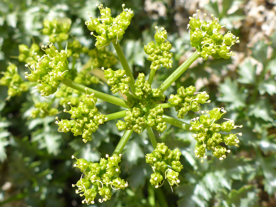 Greenish flowers