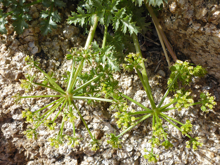 Two flower clusters