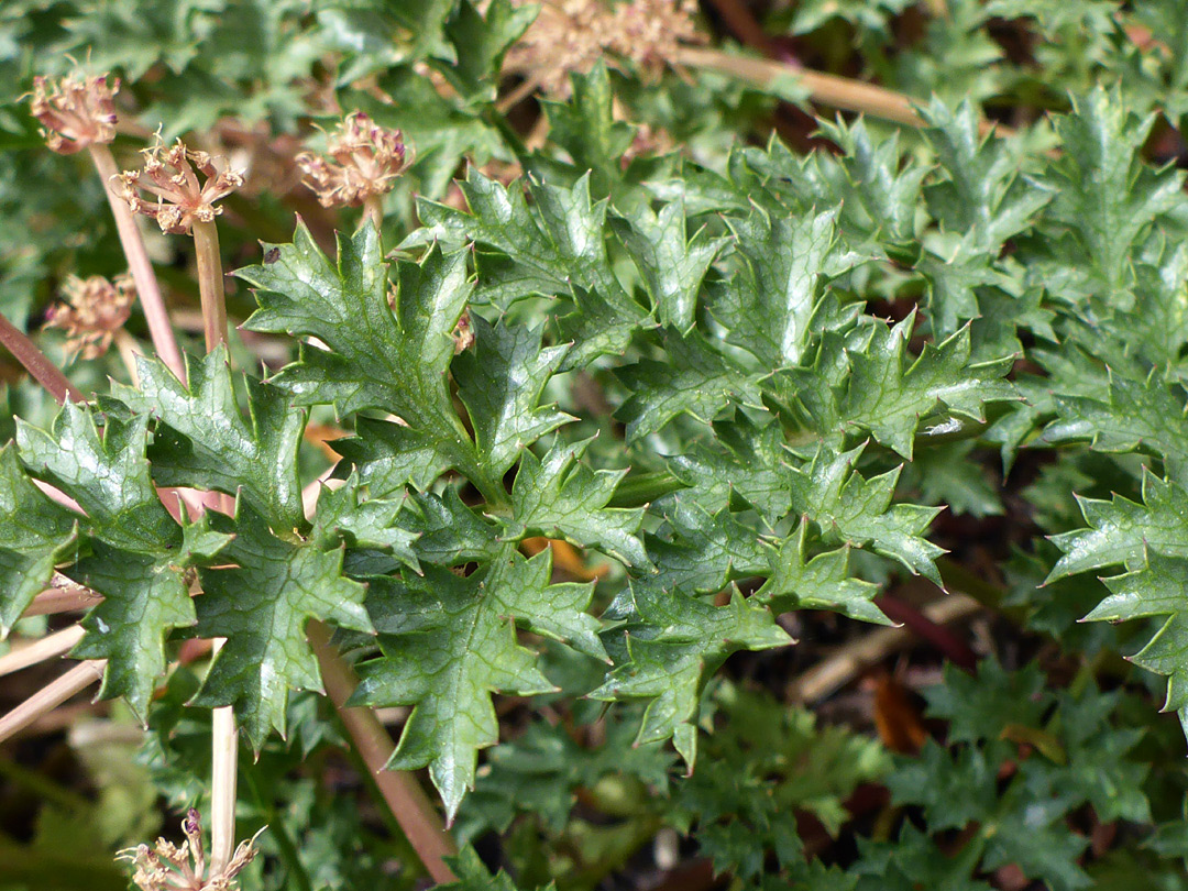 Toothed, lobed leaflets