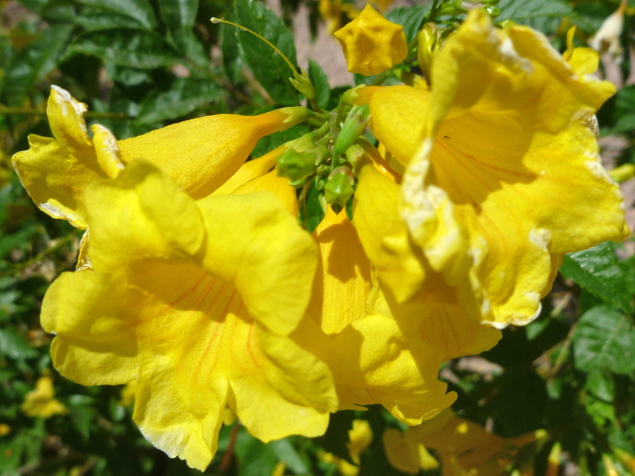 Trumpet-shaped flowers