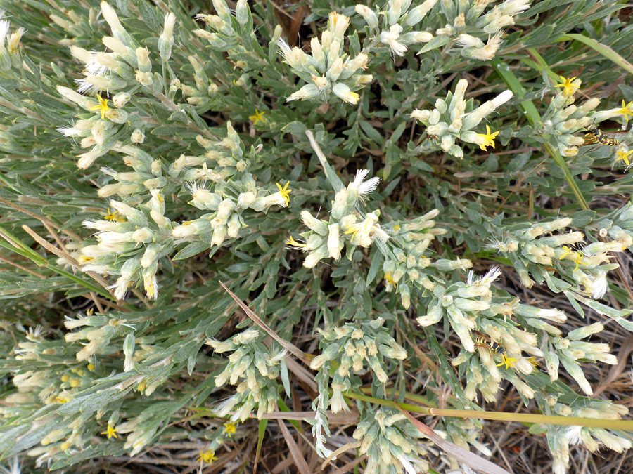 Many flowerheads