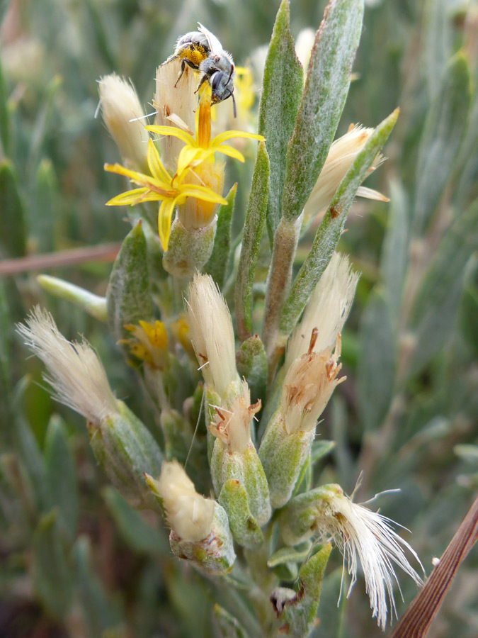 Pappus bristles