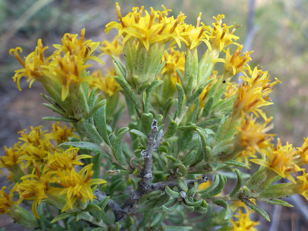 Inflorescence