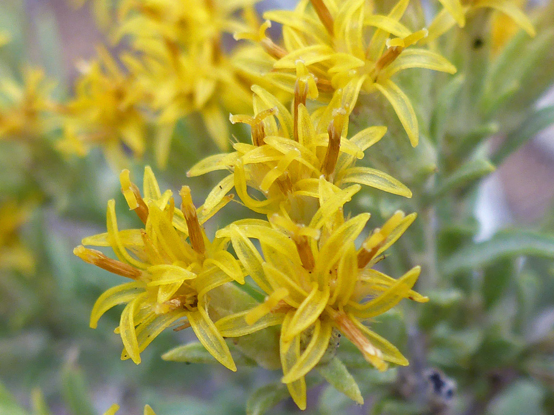 Thin yellow ray florets