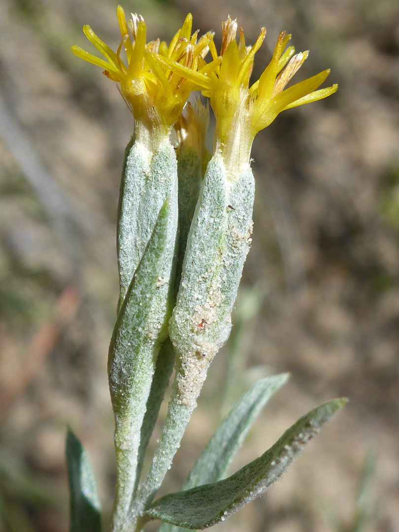 Narrow involucres