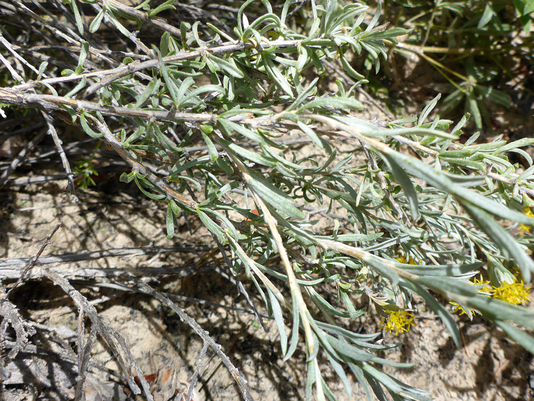 Woody stems