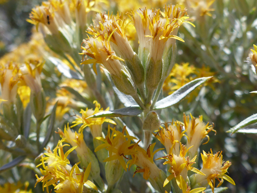 Clustered flowerheads