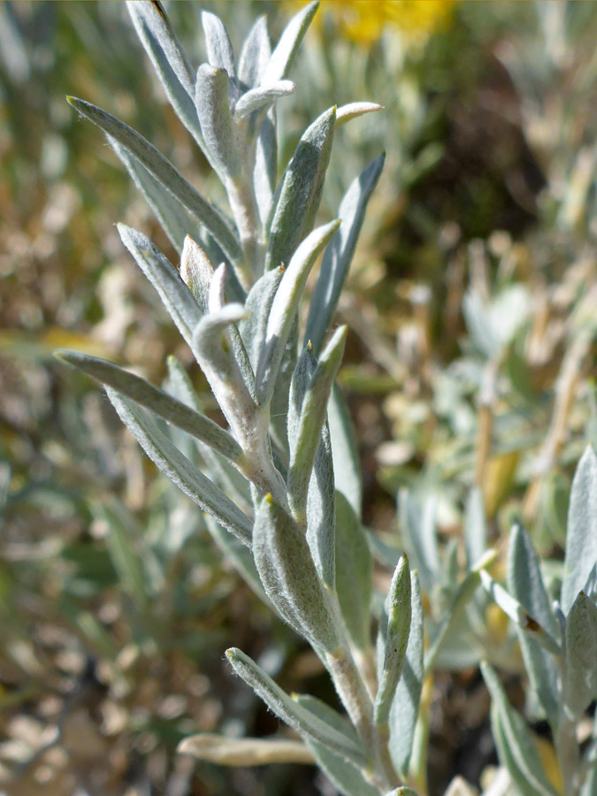 Greyish leaves