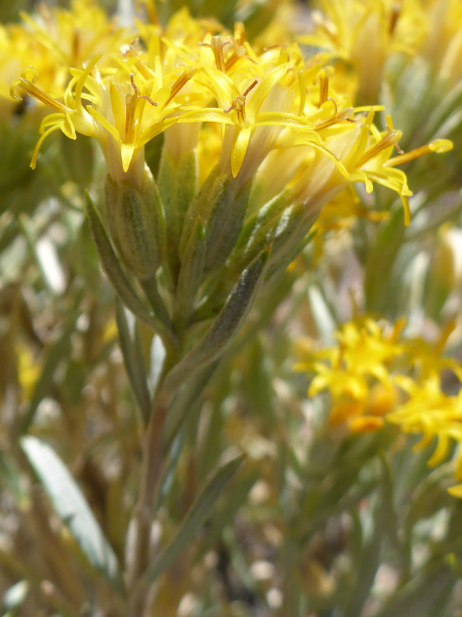 Yellow flowerheads