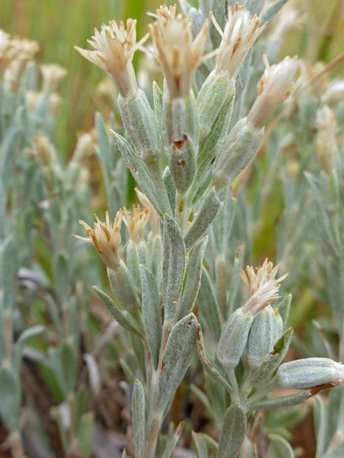 Hairy phyllaries