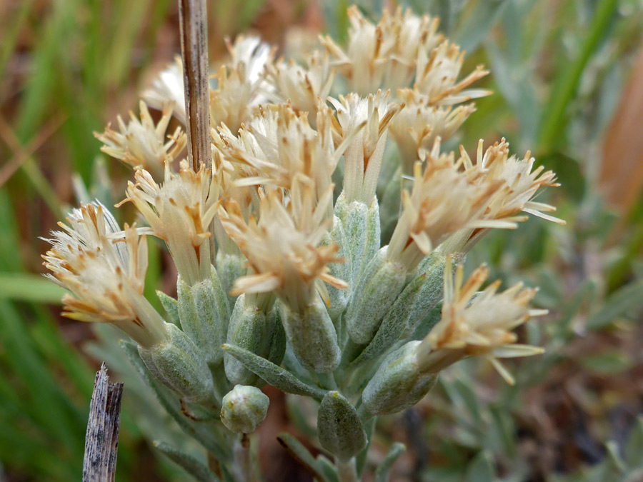 Mature flowerheads