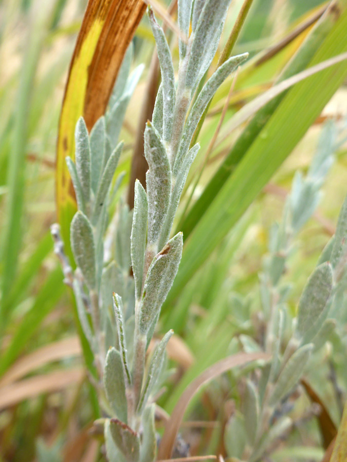 Leaves and stem