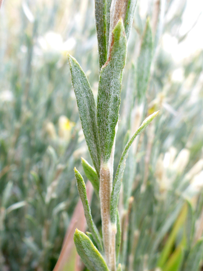 Upwards-pointing leaves