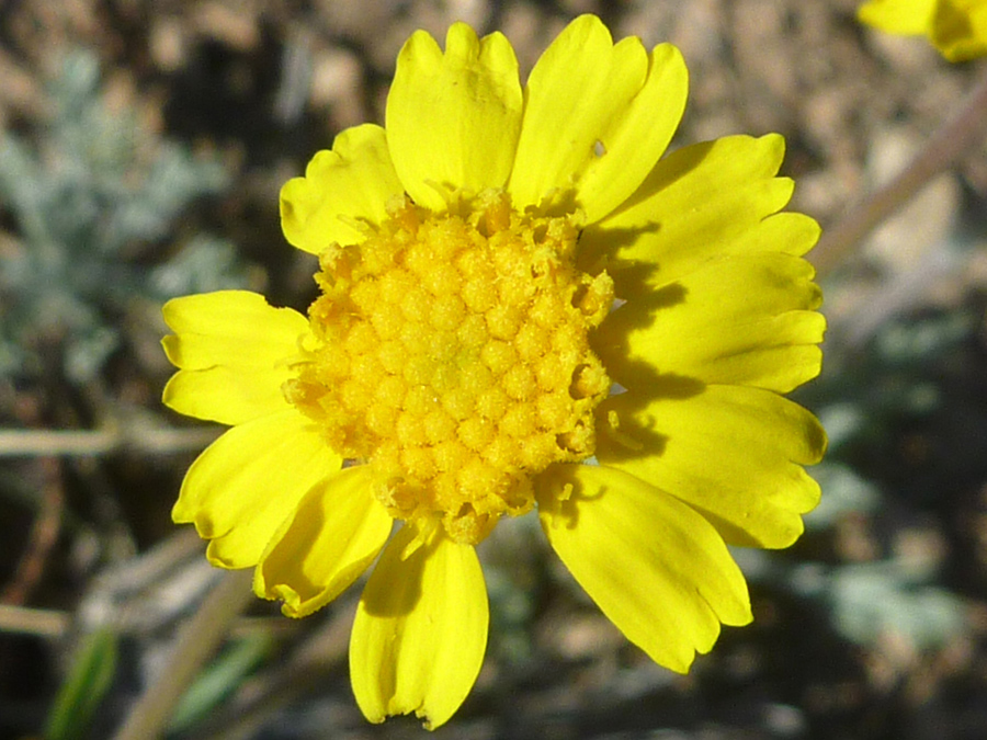 Mature flowerhead