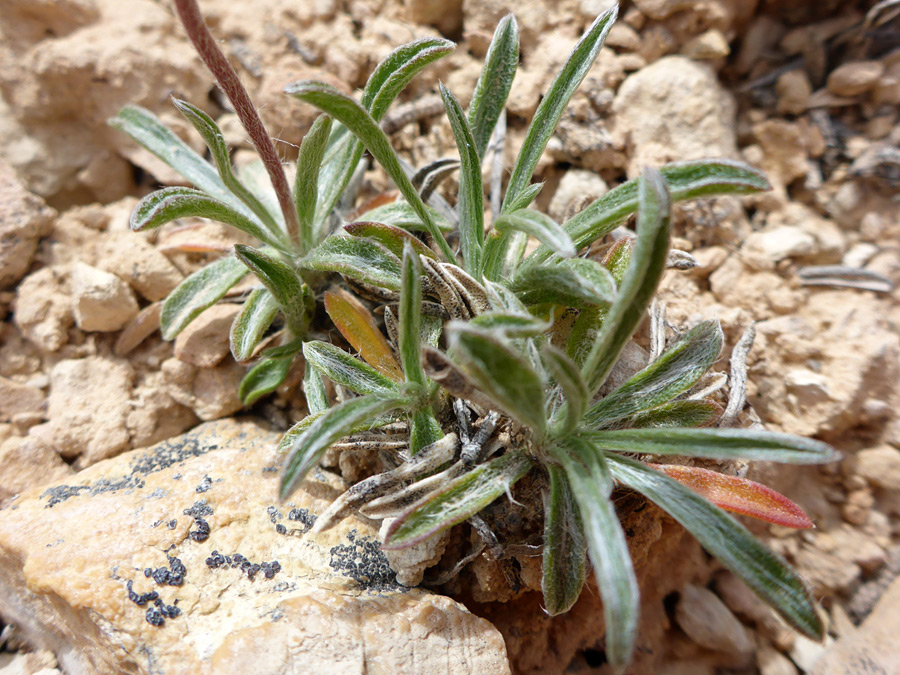 Basal leaves