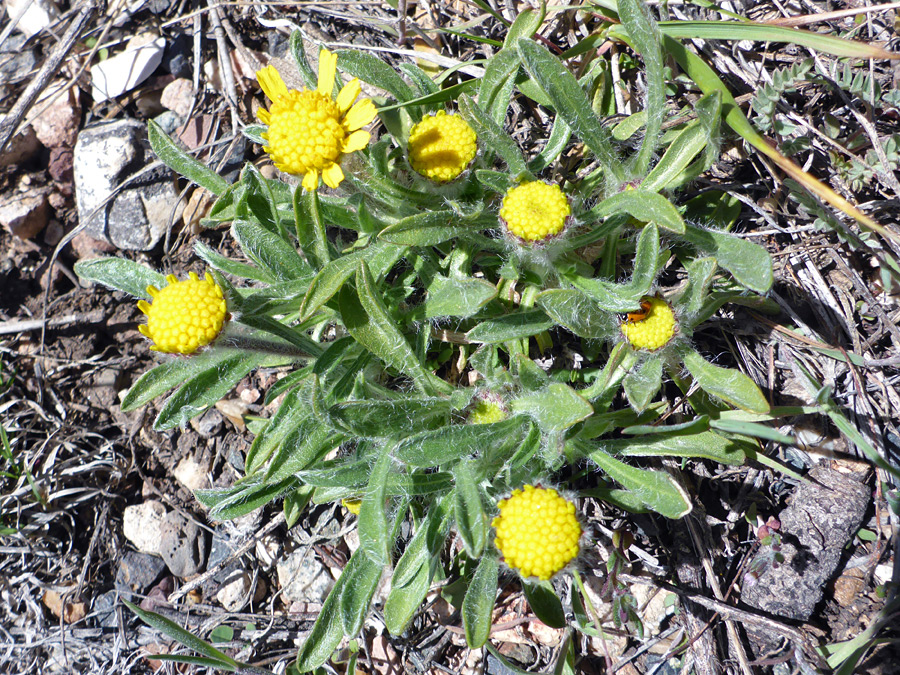 Developing flowerheads