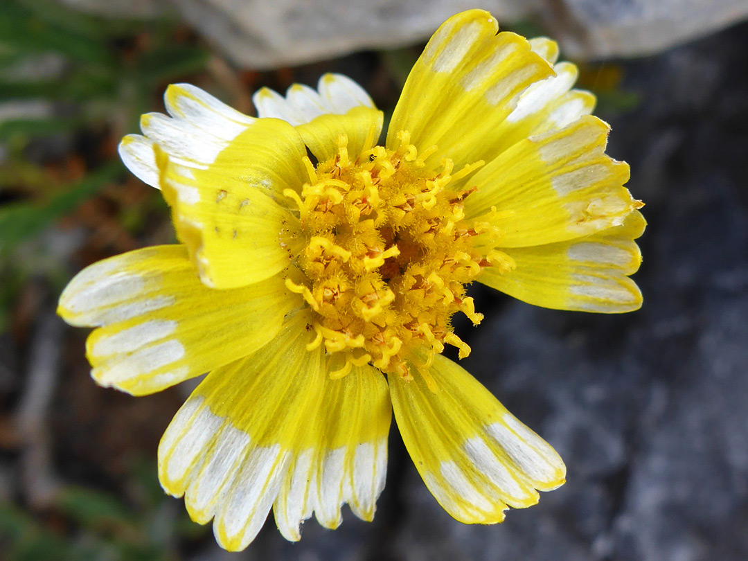 White and yellow ray florets