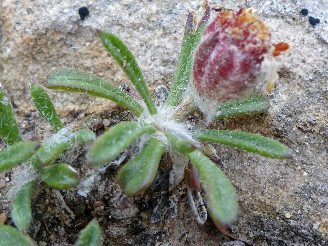 Leaf rosette