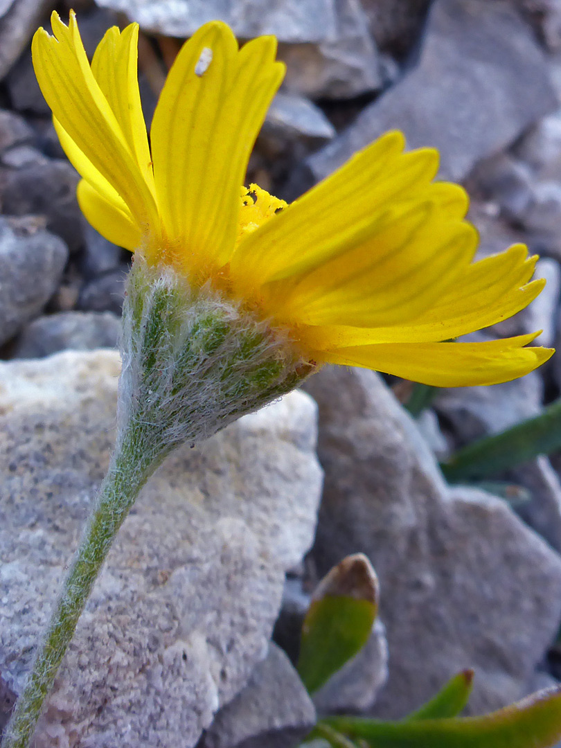 Hairy stalk and phyllaries