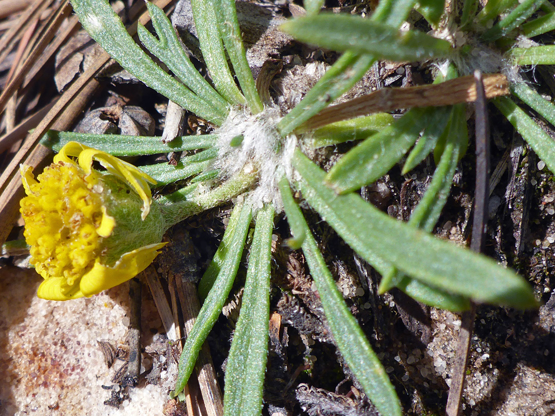 Leaves and flowerhead