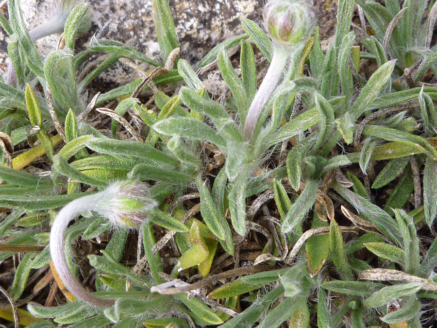 Hairy leaves