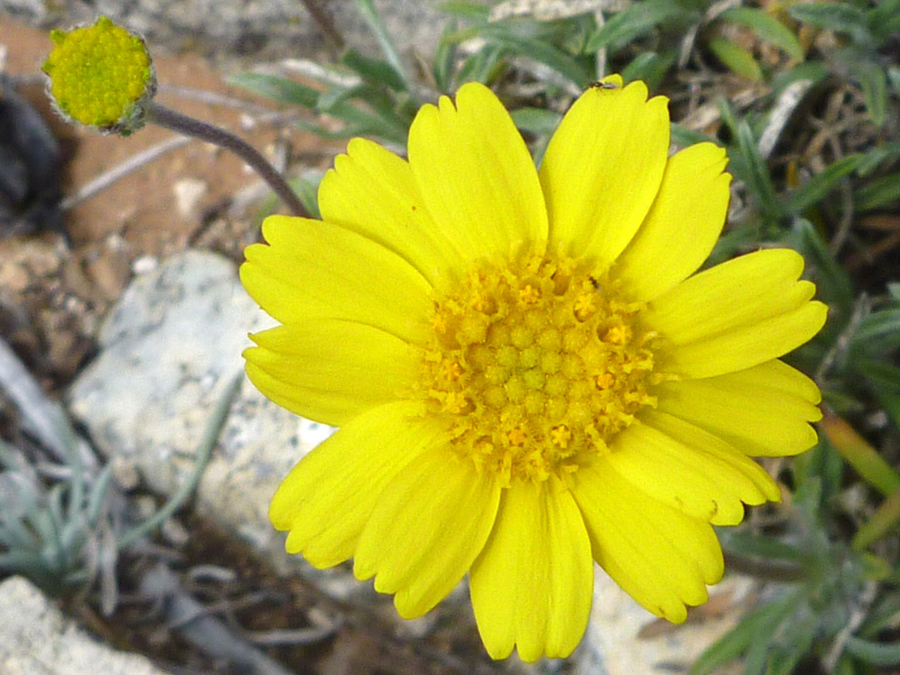 Flower and bud