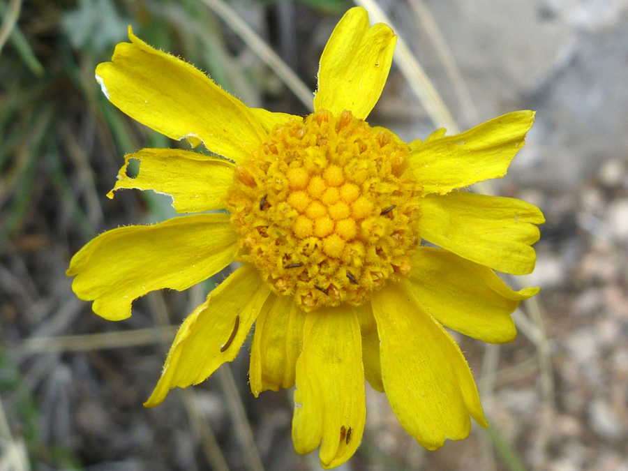 Wilting flower