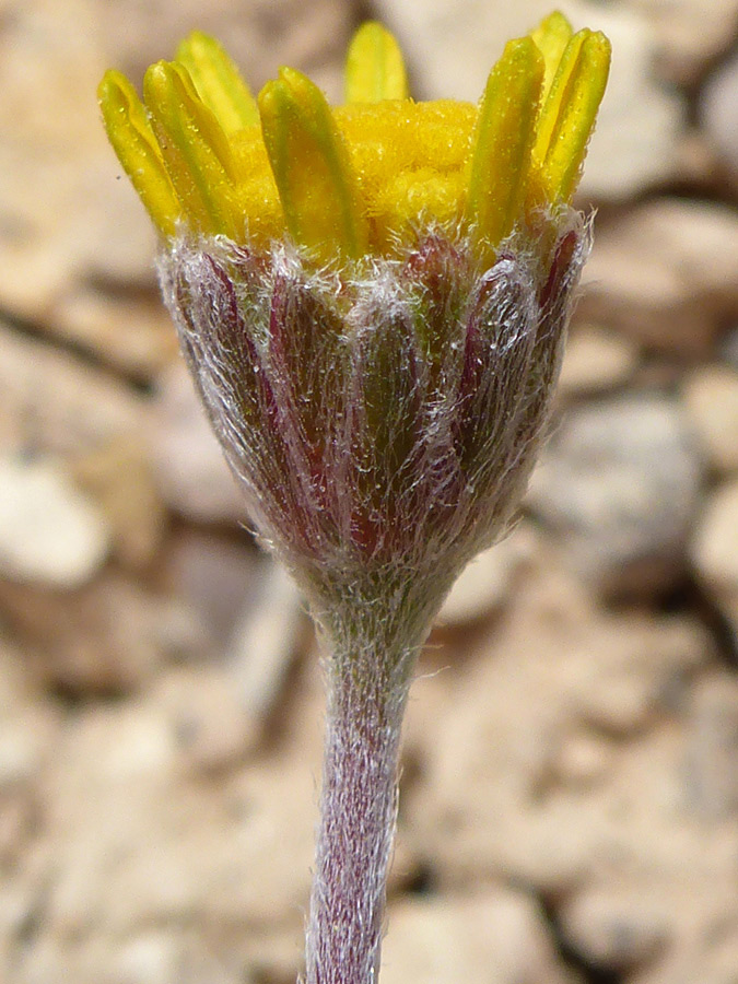 Hairy phyllaries