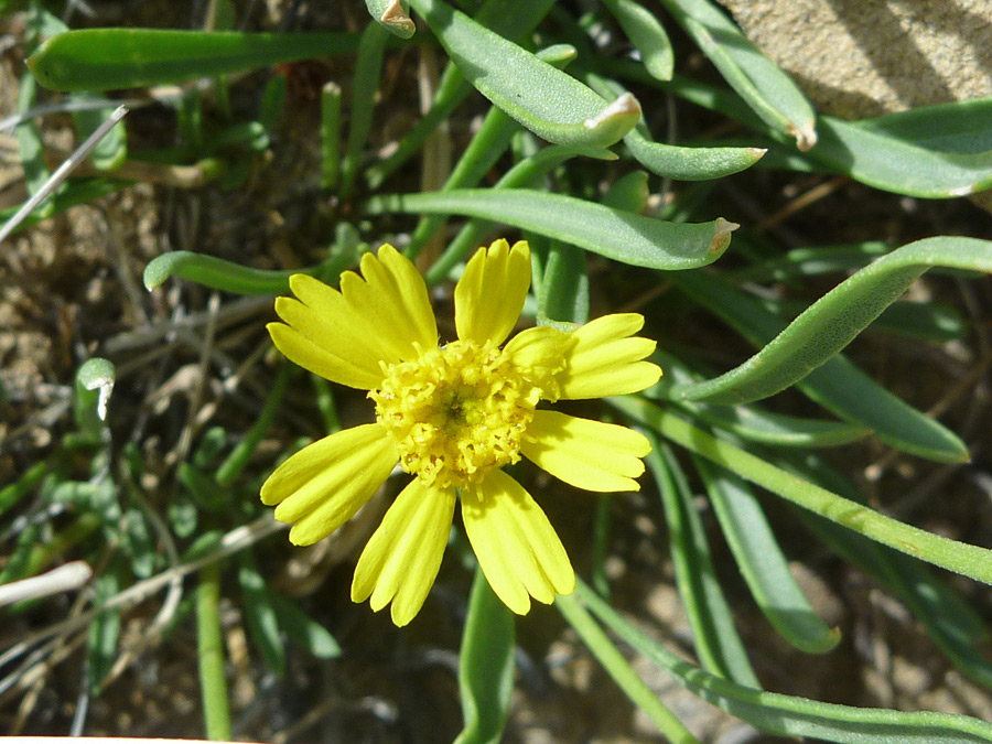 Yellow flower