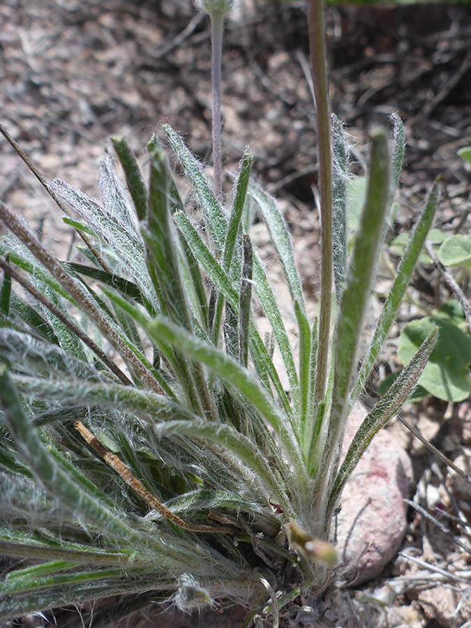 Hairy stems and leaves