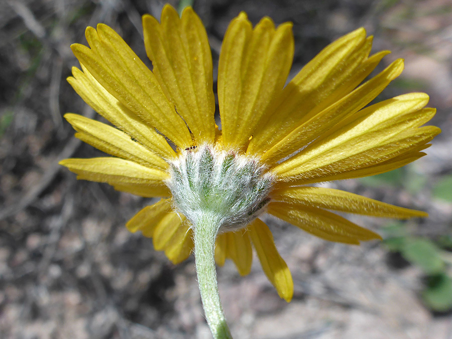 Side of a flowerhead