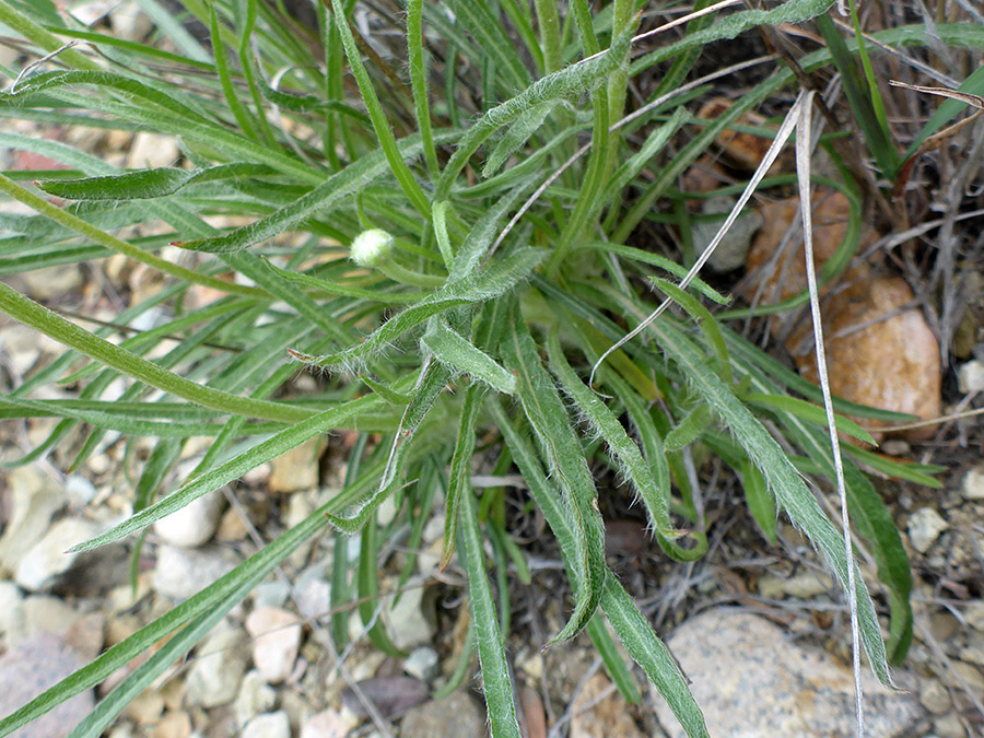 Narrow leaves