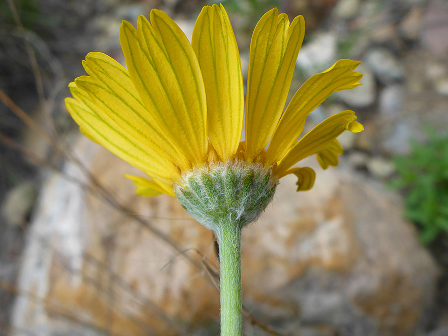 Hairy phyllaries