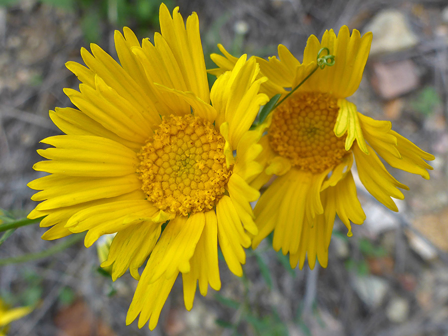 Two flowerheads