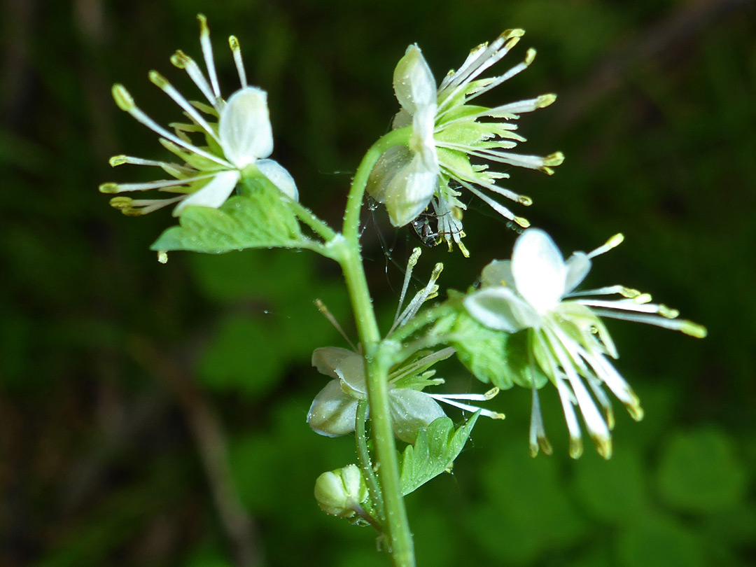 Exserted stamens