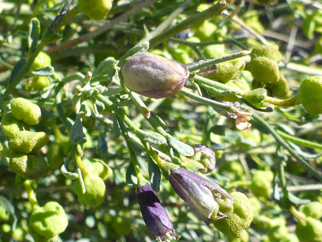 Green fruits