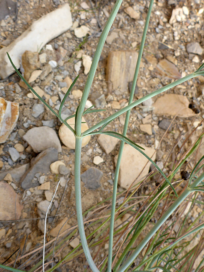 Stem and leaves