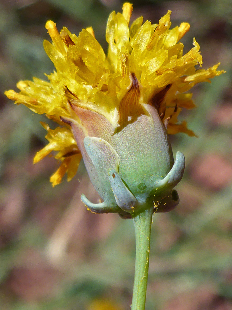 Hairless flower stalk