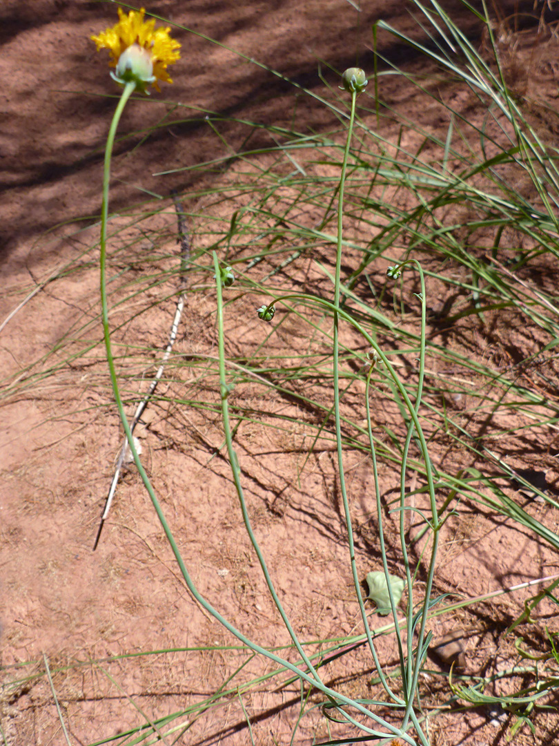 Slender stems