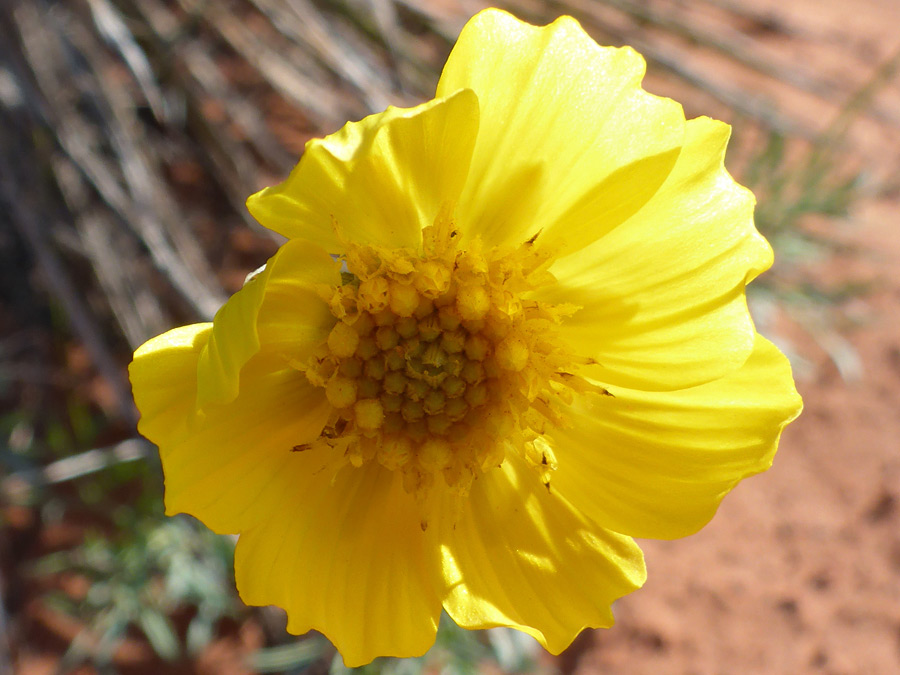 Yellow flowerhead