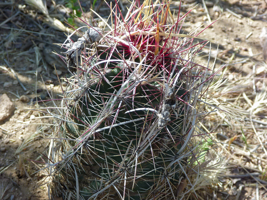 Red and white spines