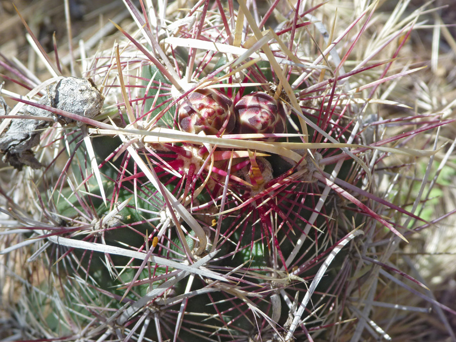 Red flower buds