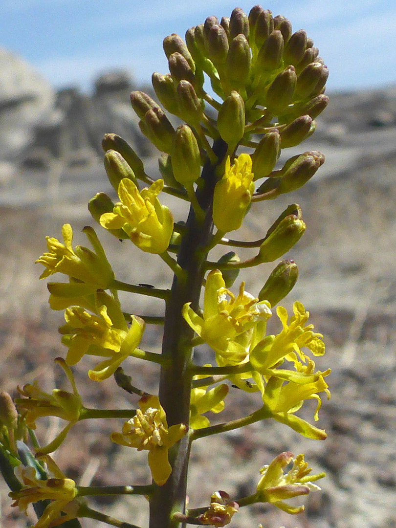 Elongated inflorescence