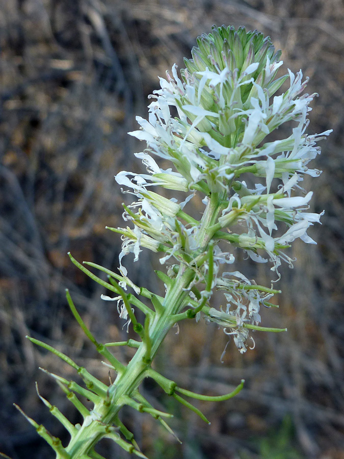 White flower cluster