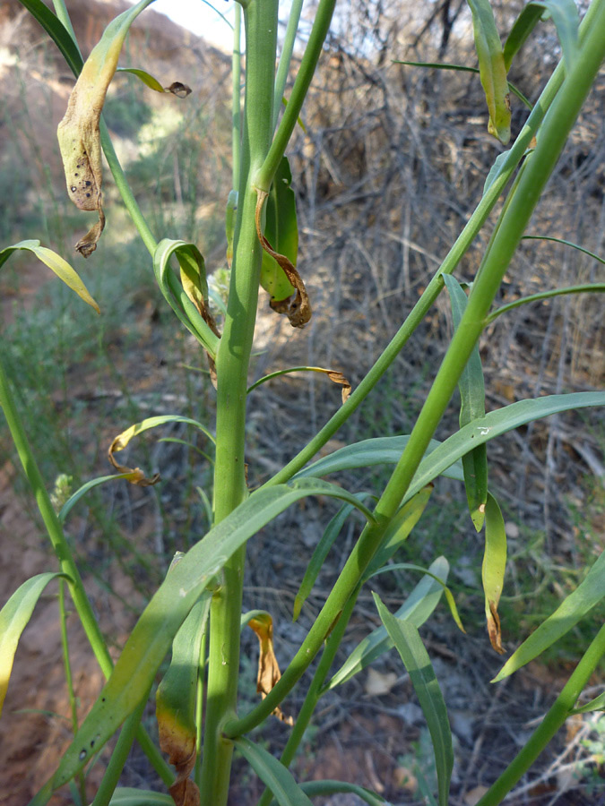 Stems