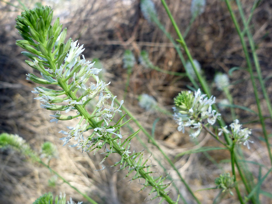 Flowers and buds