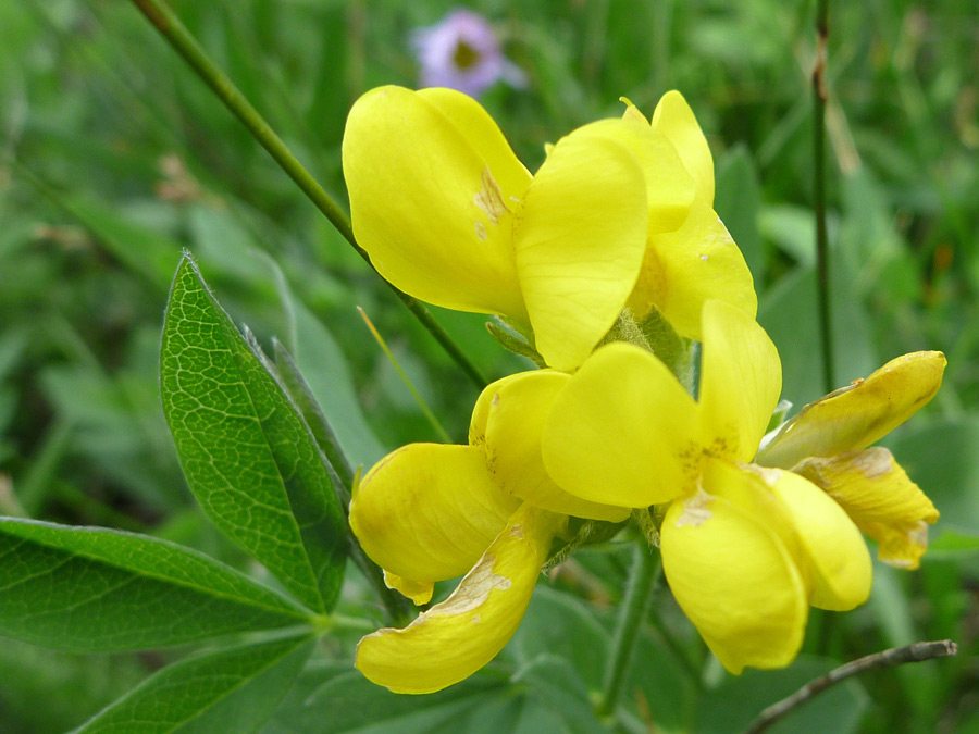 Group of flowers